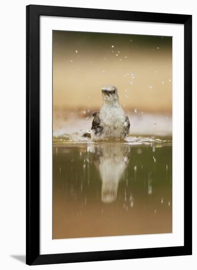 Northern Mockingbird (Mimus polyglottos) adult, bathing in pool, South Texas, USA-Bill Coster-Framed Photographic Print