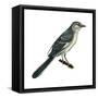 Northern Mockingbird (Mimus Polyglottos), Birds-Encyclopaedia Britannica-Framed Stretched Canvas