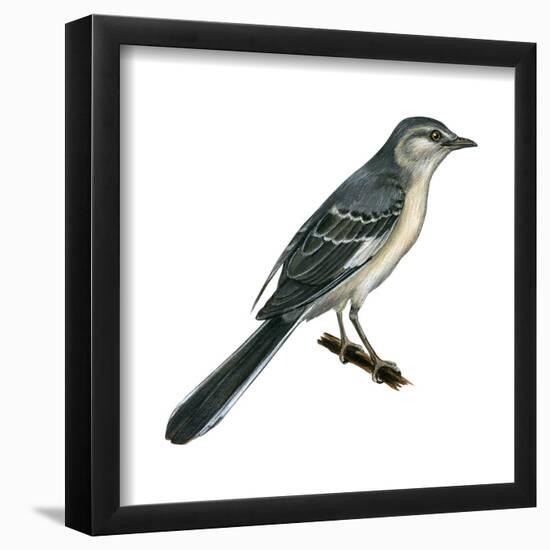 Northern Mockingbird (Mimus Polyglottos), Birds-Encyclopaedia Britannica-Framed Poster