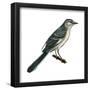 Northern Mockingbird (Mimus Polyglottos), Birds-Encyclopaedia Britannica-Framed Poster