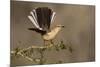 Northern Mockingbird (Mimus polyglottos) perched-Larry Ditto-Mounted Photographic Print