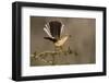 Northern Mockingbird (Mimus polyglottos) perched-Larry Ditto-Framed Photographic Print