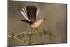 Northern Mockingbird (Mimus polyglottos) perched-Larry Ditto-Mounted Photographic Print