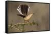 Northern Mockingbird (Mimus polyglottos) perched-Larry Ditto-Framed Stretched Canvas