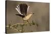 Northern Mockingbird (Mimus polyglottos) perched-Larry Ditto-Stretched Canvas