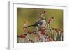 Northern Mockingbird perched on icy Possum Haw Holly, Hill Country, Texas, USA-Rolf Nussbaumer-Framed Photographic Print