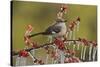 Northern Mockingbird perched on icy Possum Haw Holly, Hill Country, Texas, USA-Rolf Nussbaumer-Stretched Canvas