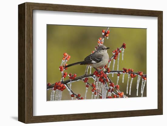 Northern Mockingbird perched on icy Possum Haw Holly, Hill Country, Texas, USA-Rolf Nussbaumer-Framed Photographic Print