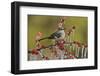 Northern Mockingbird perched on icy Possum Haw Holly, Hill Country, Texas, USA-Rolf Nussbaumer-Framed Photographic Print