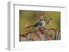 Northern Mockingbird perched on icy Possum Haw Holly, Hill Country, Texas, USA-Rolf Nussbaumer-Framed Photographic Print
