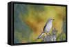 Northern Mockingbird-Gary Carter-Framed Stretched Canvas