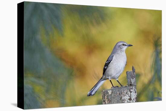 Northern Mockingbird-Gary Carter-Stretched Canvas