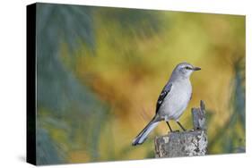 Northern Mockingbird-Gary Carter-Stretched Canvas