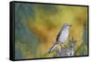 Northern Mockingbird-Gary Carter-Framed Stretched Canvas