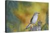 Northern Mockingbird-Gary Carter-Stretched Canvas