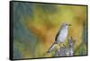 Northern Mockingbird-Gary Carter-Framed Stretched Canvas