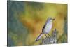 Northern Mockingbird-Gary Carter-Stretched Canvas