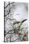 Northern Mockingbird-Gary Carter-Stretched Canvas