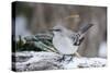 Northern Mockingbird-Gary Carter-Stretched Canvas