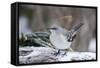 Northern Mockingbird-Gary Carter-Framed Stretched Canvas