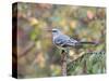 Northern Mockingbird-Gary Carter-Stretched Canvas