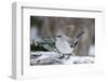 Northern Mockingbird-Gary Carter-Framed Premium Photographic Print