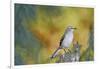 Northern Mockingbird-Gary Carter-Framed Photographic Print