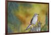 Northern Mockingbird-Gary Carter-Framed Photographic Print