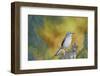 Northern Mockingbird-Gary Carter-Framed Photographic Print