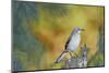 Northern Mockingbird-Gary Carter-Mounted Photographic Print