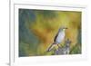 Northern Mockingbird-Gary Carter-Framed Photographic Print