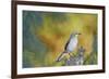 Northern Mockingbird-Gary Carter-Framed Photographic Print