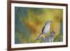 Northern Mockingbird-Gary Carter-Framed Photographic Print