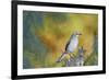 Northern Mockingbird-Gary Carter-Framed Photographic Print