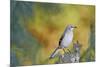 Northern Mockingbird-Gary Carter-Mounted Photographic Print