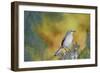 Northern Mockingbird-Gary Carter-Framed Photographic Print