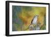 Northern Mockingbird-Gary Carter-Framed Photographic Print