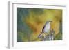 Northern Mockingbird-Gary Carter-Framed Photographic Print