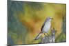 Northern Mockingbird-Gary Carter-Mounted Photographic Print