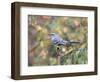 Northern Mockingbird-Gary Carter-Framed Photographic Print