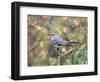 Northern Mockingbird-Gary Carter-Framed Photographic Print