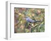 Northern Mockingbird-Gary Carter-Framed Photographic Print