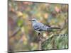 Northern Mockingbird-Gary Carter-Mounted Photographic Print