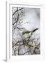 Northern Mockingbird-Gary Carter-Framed Photographic Print