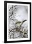 Northern Mockingbird-Gary Carter-Framed Photographic Print