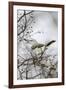 Northern Mockingbird-Gary Carter-Framed Photographic Print