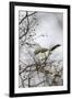 Northern Mockingbird-Gary Carter-Framed Photographic Print