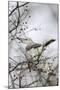 Northern Mockingbird-Gary Carter-Mounted Photographic Print