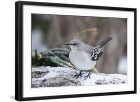 Northern Mockingbird-Gary Carter-Framed Photographic Print