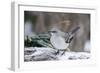 Northern Mockingbird-Gary Carter-Framed Photographic Print